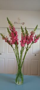Snapdragon: Grace, Whimsy, and Vertical Beauty