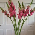 Snapdragon: Grace, Whimsy, and Vertical Beauty