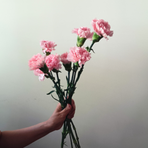 Carnation