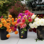 Dahlia: A Bloom of Drama, Devotion, and Delight