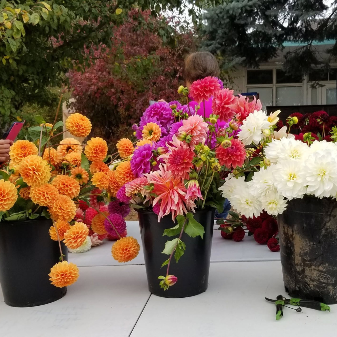 Dahlia: A Bloom of Drama, Devotion, and Delight