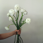 Ranunculus