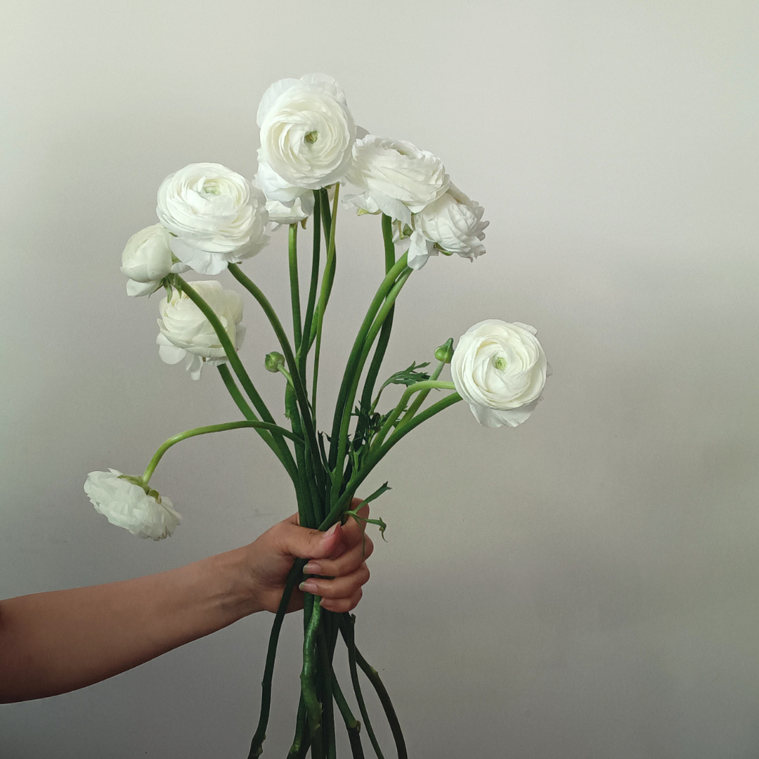 Ranunculus